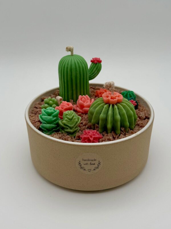 Terrario de Cactus